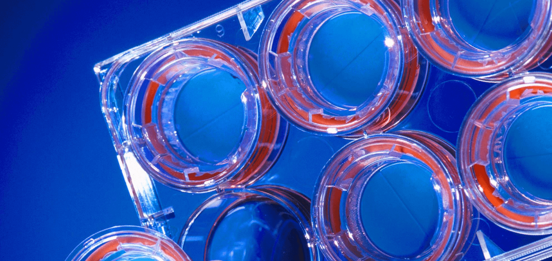 Glycotech